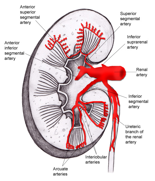kdney anatomy | blogger uni doctors