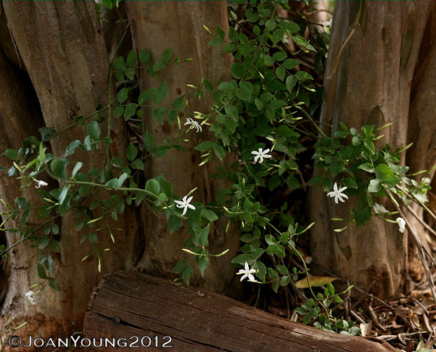 Natures World of Wonder Wild Jasmine (Jasminum multipartitum)