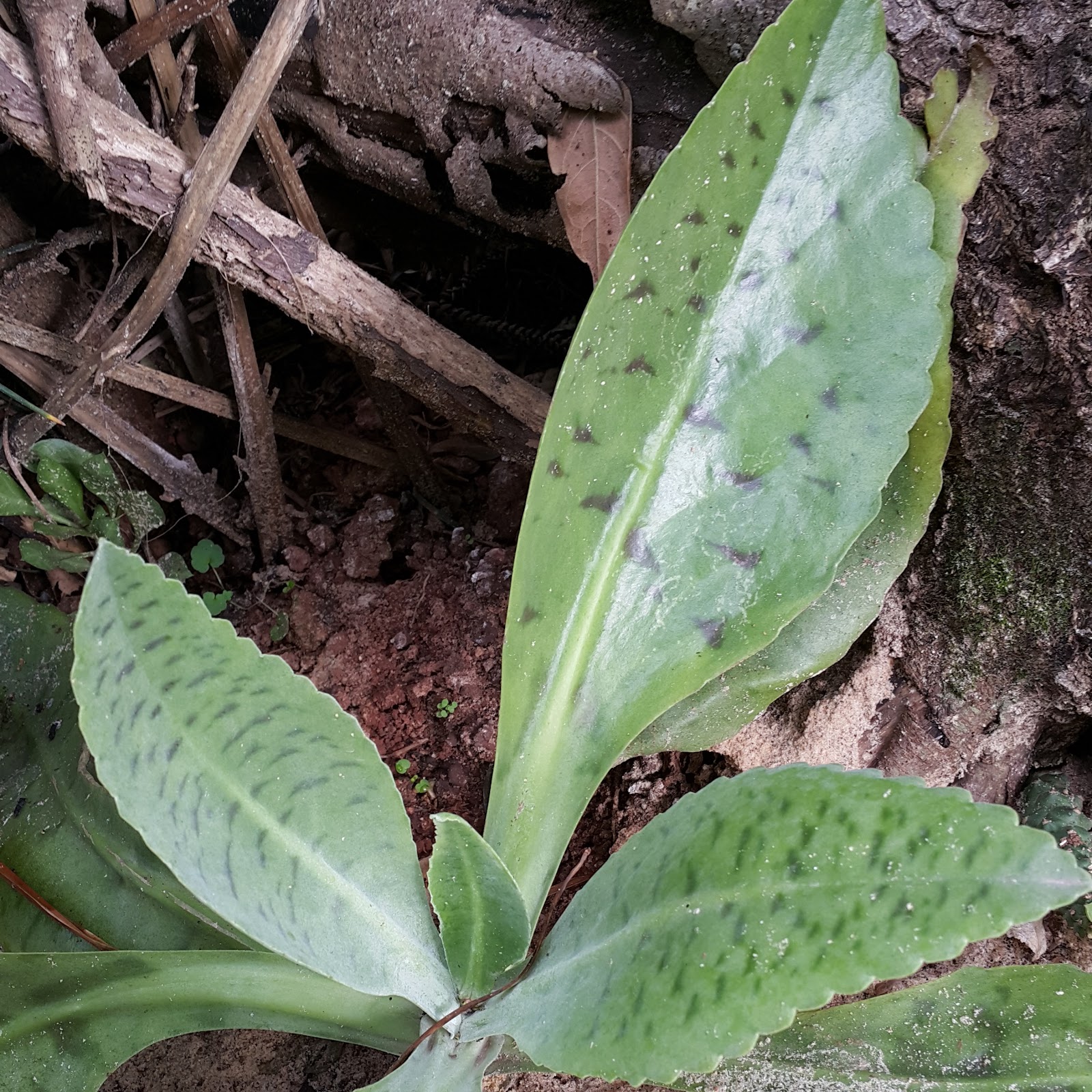 Álbumes 93+ Foto Planta Oreja De Burro O Kalanchoe Mirada Tensa
