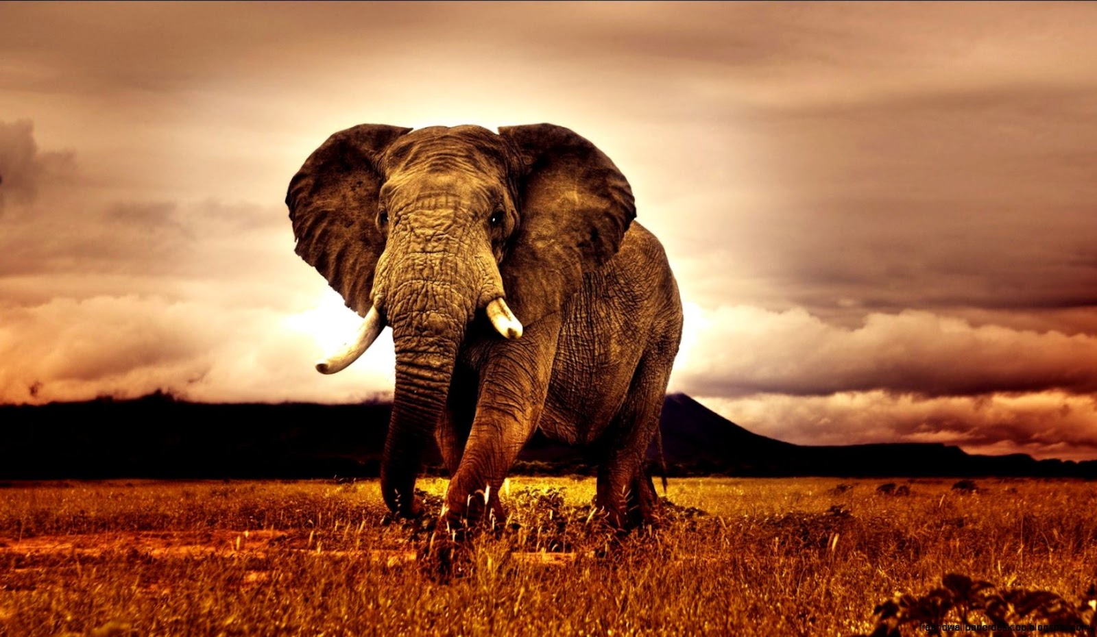 Africa Elephant Wallpapers High Definition