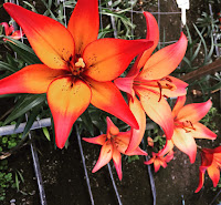 Fall lily colors Royal Sunset orange yellow lily