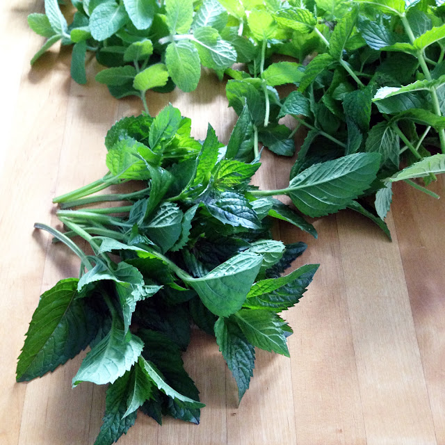 gardening, herbs, mint, Anne Butera, My Giant Strawberry