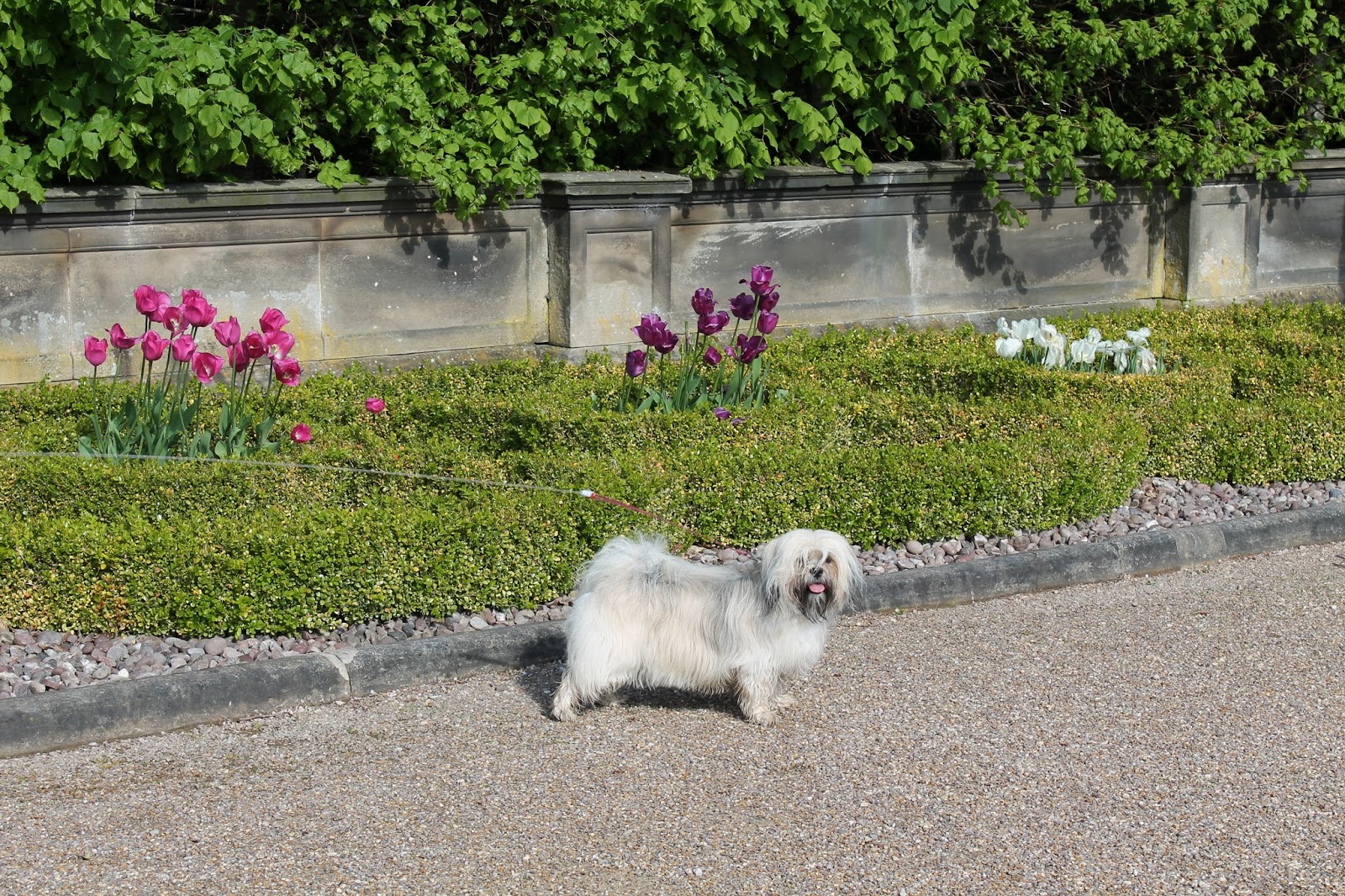 Trentham Gardens The Trentham Estate Staffordshire Paws across
