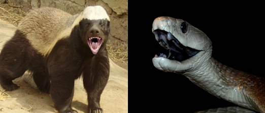 Wild Animals: Honey badger Vs Snake fight and facts