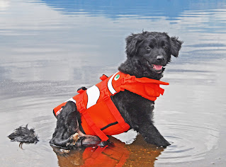 Review of Outward Hound Dog Life Jacket
