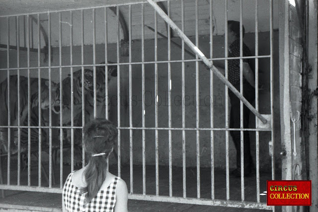 Repetition de dressage des tigres dans une roulotte cage au Cirque Franz Althoff 1967