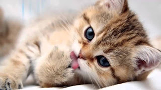 Fond d'écran chaton hd gratuit