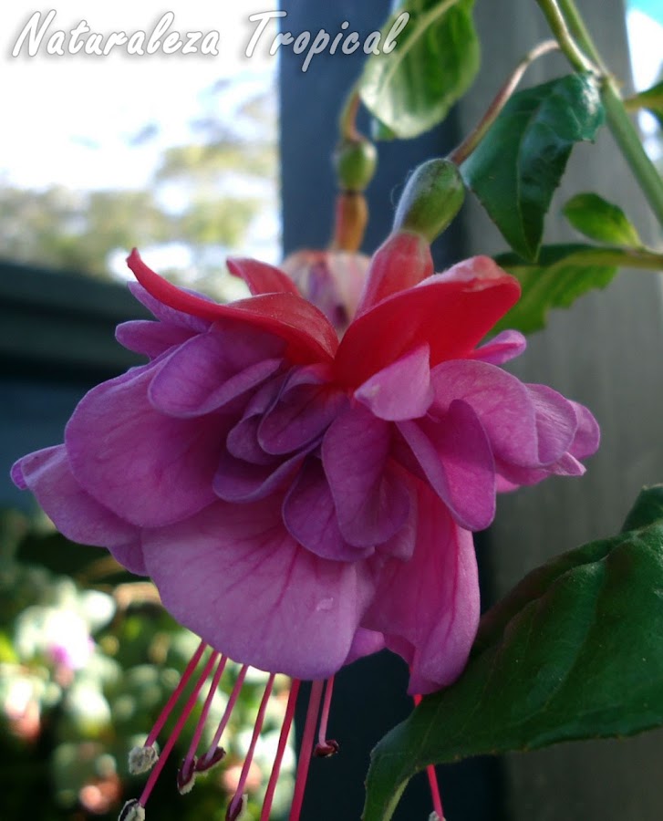 Flor con sépalos rojos y numerosos pétalos rosados de una Fuchsia, Pendientes de la Reina o Fucsia