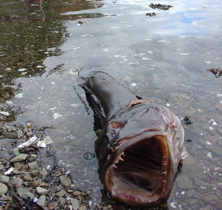 NANOOS Education Will there be a Hood Canal fish kill this year?