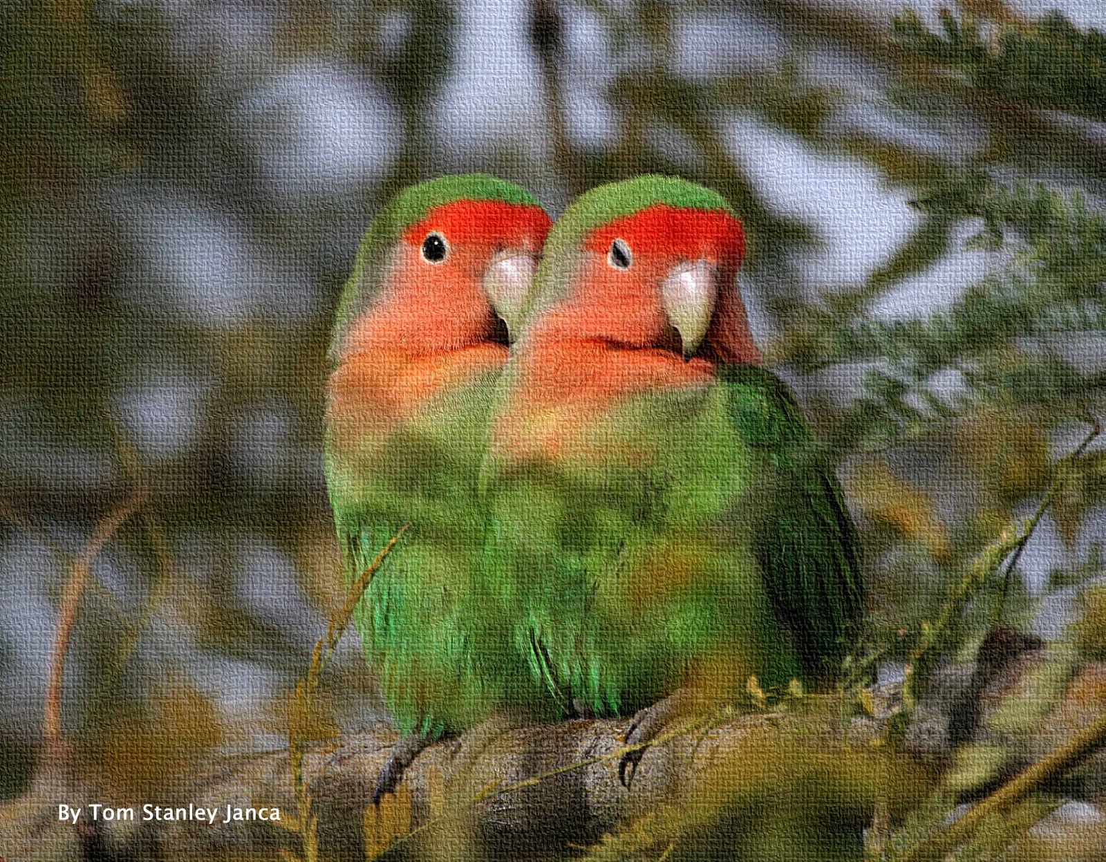 Adventures of Tom Stanley Janca Wild Peach Face Lovebirds Snuggling