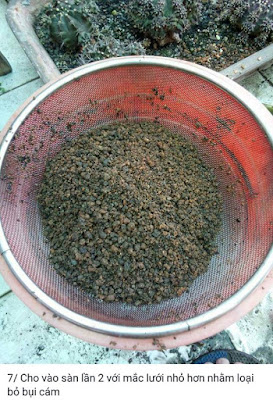 đất trồng sen đá đất trồng sen đá