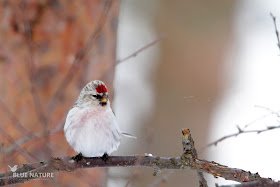 Pardillo de Hornemman - Artic redpoll - Acanthis hornemanni. De aspecto parecido al flammea pero mucho más pálido y blanquecino, con las estrías laterales discretas y suaves. A este en concreto se le intuye un pecho rojizo que probablemente aumente su intensidad con el avance de la primavera.