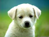 cute puppy dog wallpapers