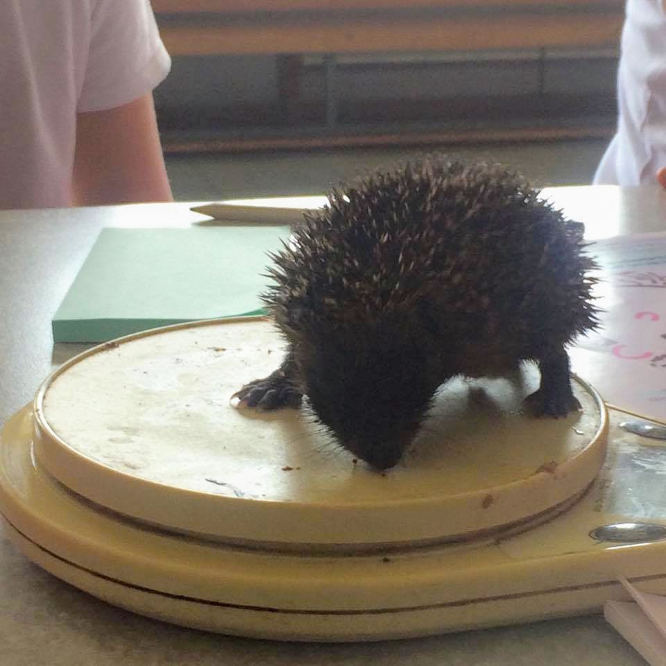 , Learning about Hedgehogs