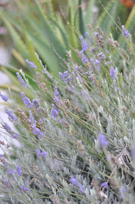 Inghetata cu parfum de Provence