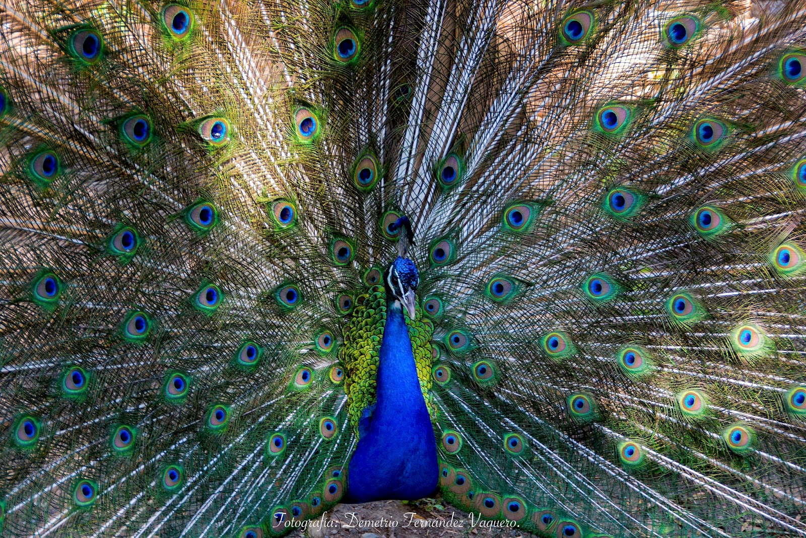 Pavo real o pavo cristatus en Plasencia, Parque Pinos 4 fotografías Fotografía Demetrio