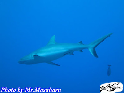 パラオ ダイビング ブルーコーナー サメ