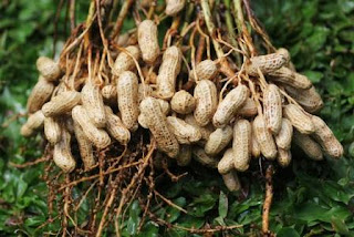 Kacang Tanah atau Kadang Lebih di kenal dengan sebutan Kacang Kulit mempunyai Nama Latin Ar Manfaat Kacang Tanah Untuk Kesehatan