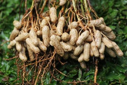 Manfaat Kacang Tanah Untuk Kesehatan