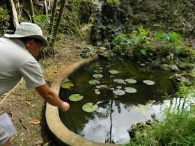 Waterfall fish pond at Orchid World Barbados by garden muses-not another Toronto gardening blog