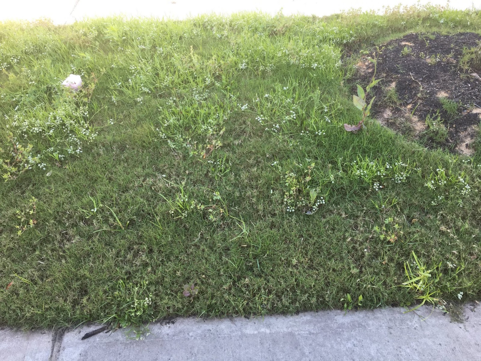 Katy Lawn Service Blog