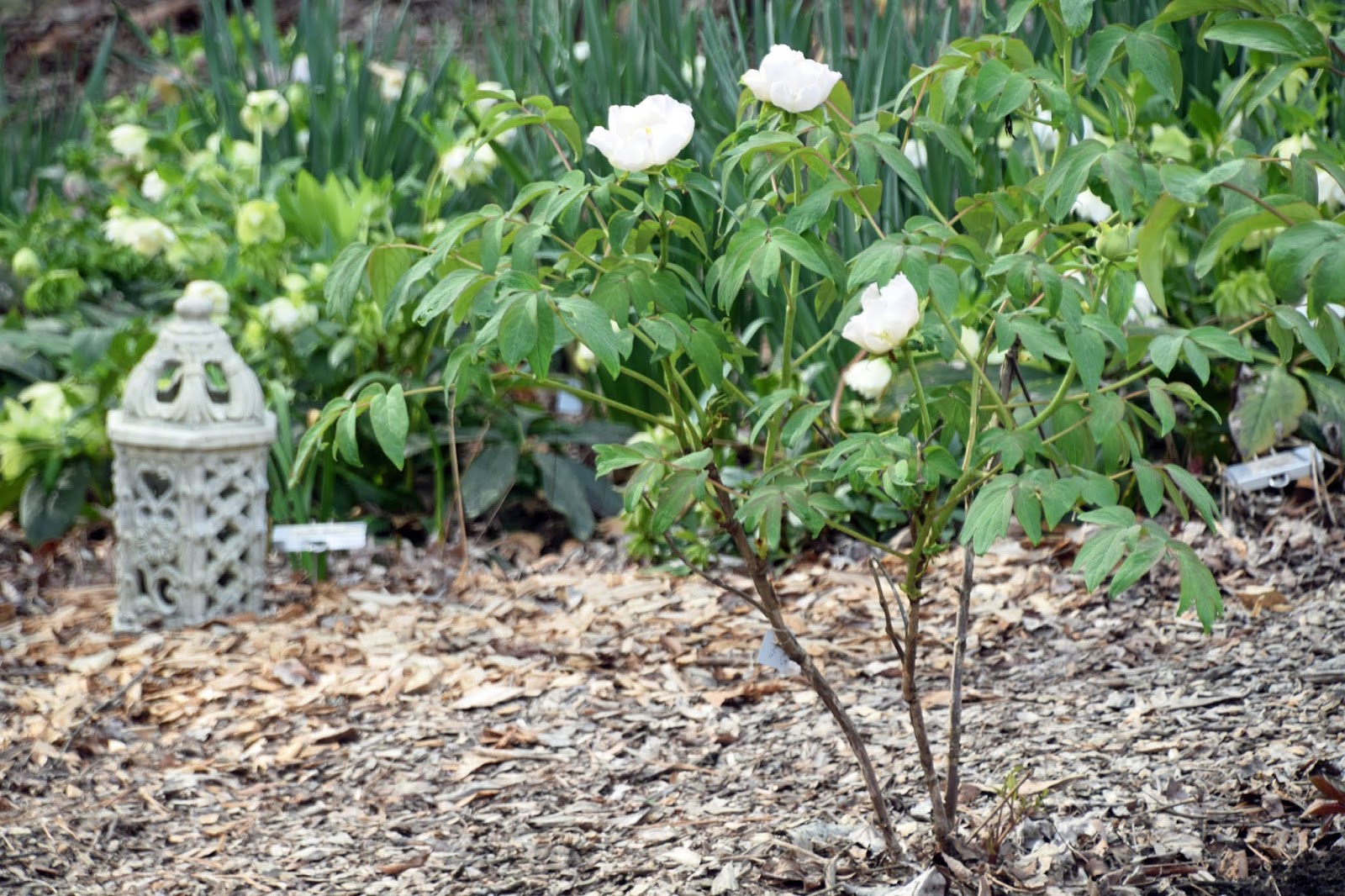 Southern Peony: 2020 First Tree Peony Blooms of the Year!