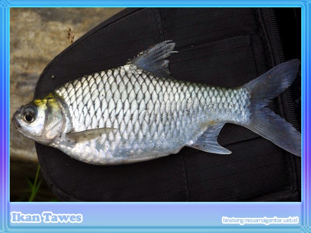 Gambar Wanthie Ikan Sungai Tawes Mewarnai Mujair Rebanas
