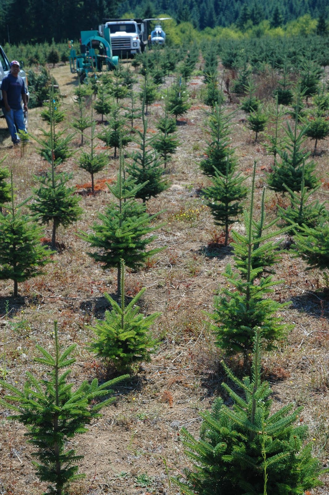 COHorts O’ Christmas Tree, O’ Christmas Tree…How are you grown?