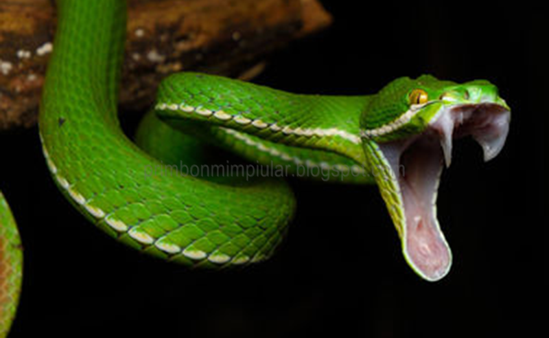 ♣ Mimpi digigit ular hijau togel