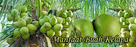 manfaat air buah kelapa muda buah kelapa