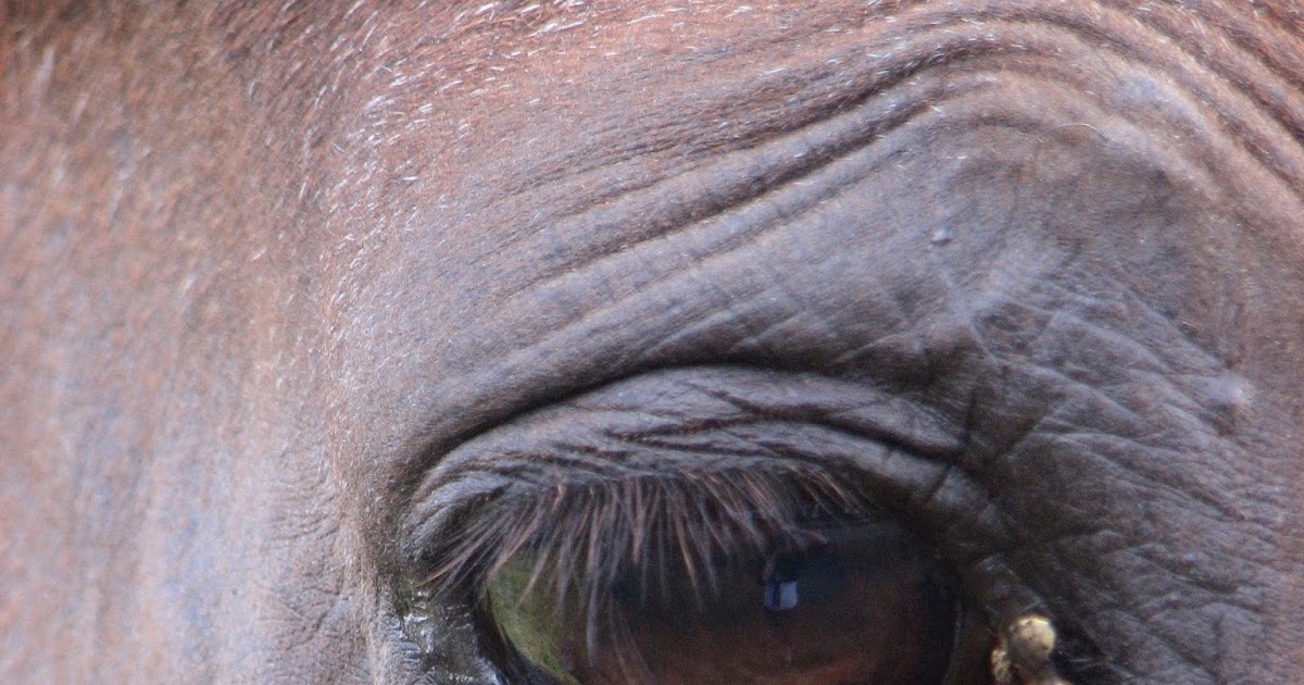 Horse Life and Love All About Fly Bites