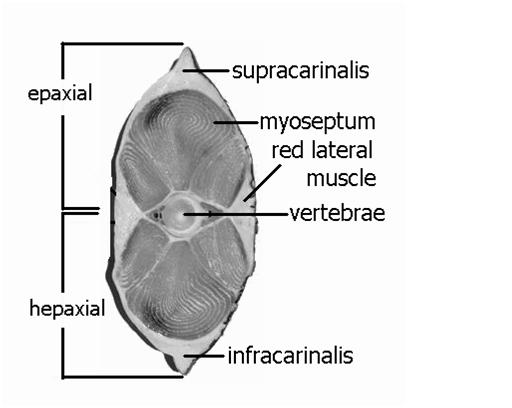 Sistem Urat Daging (Otot) pada ikan