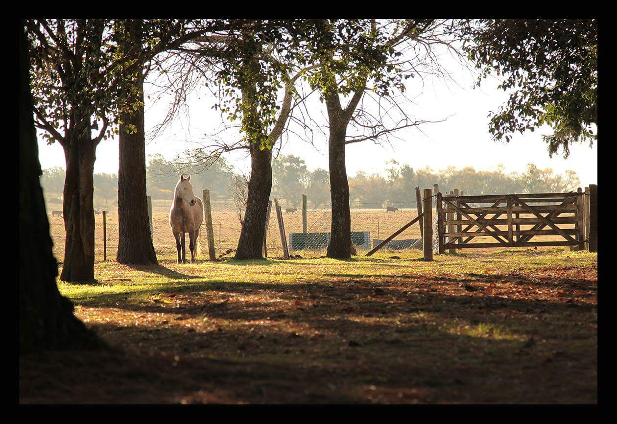 "Las Dueñas de Areco" Restaurante de Campo RESTAURANTE DE CAMPO