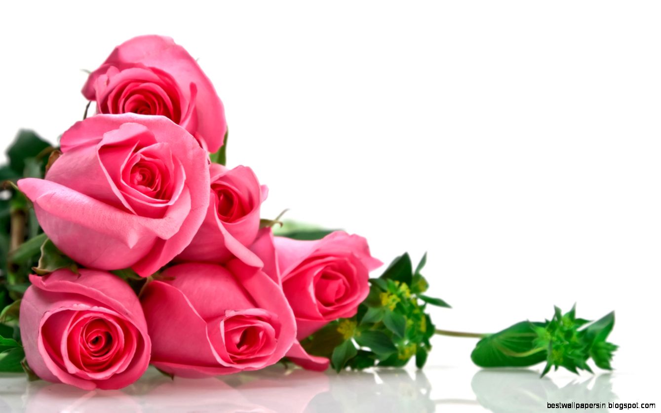 Only Red Roses High Quality Wallpapers  Infotainment