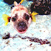 Dogfish Pictures - Picture Of Dog Fish