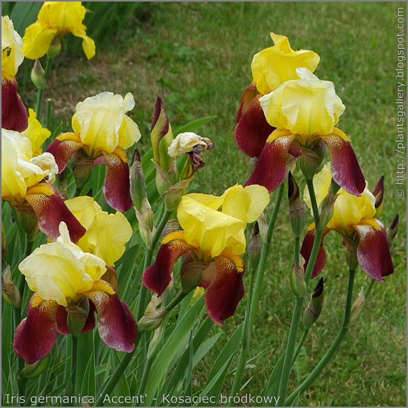 Iris germanica 'Accent' - Kosaciec bródkowy 'Accent'  kwiaty