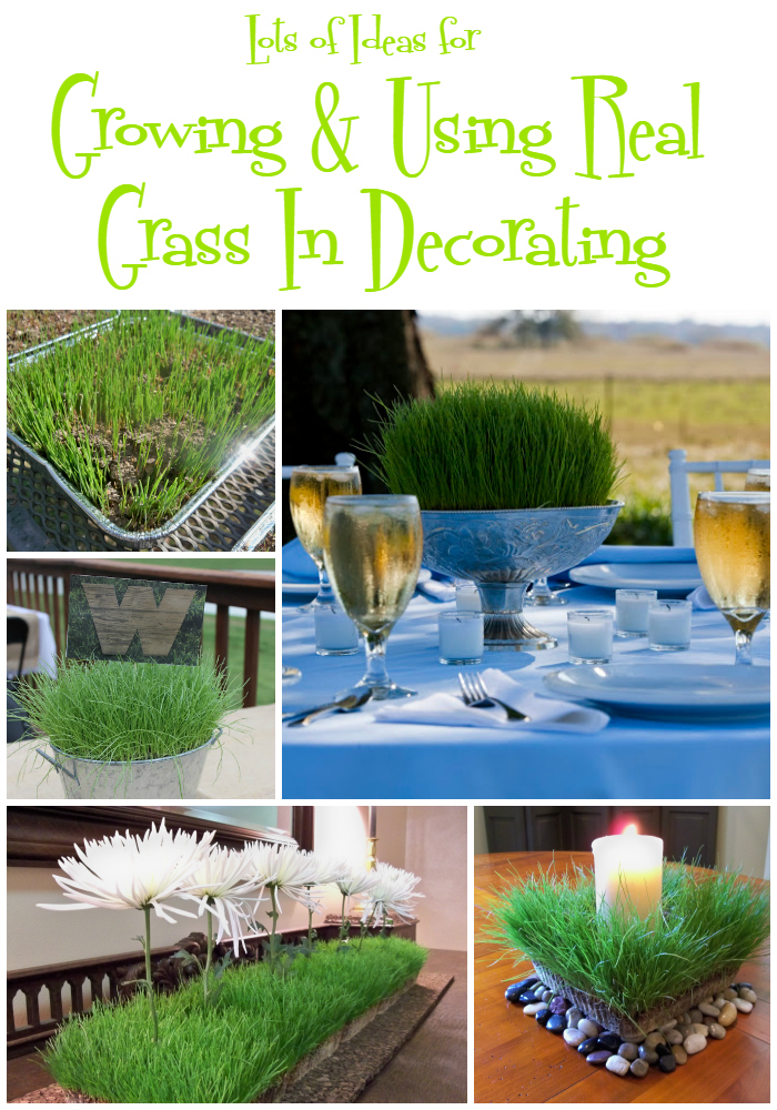 Grow a Wheat Grass Centerpiece for Easter: An Easy Spring Decorating Idea &  Fun Craft for Kids, DIY