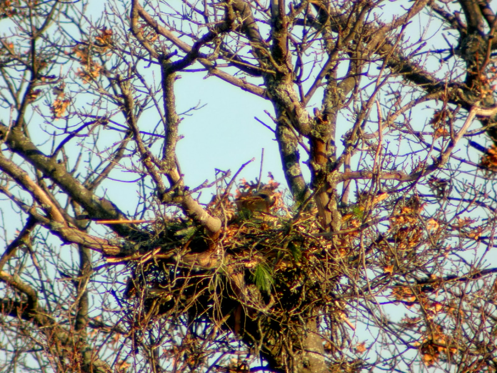 Palemaleirregulars What Does a Redtailed Hawk Nest Look Like? Take
