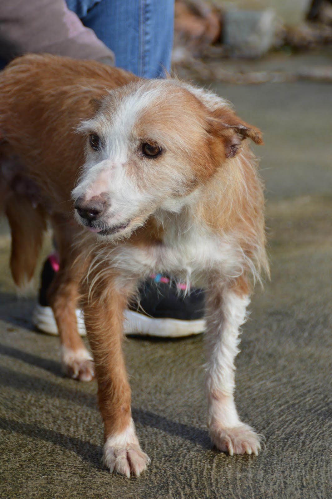 Hunde aus ZentralPortugal adoptieren O 15