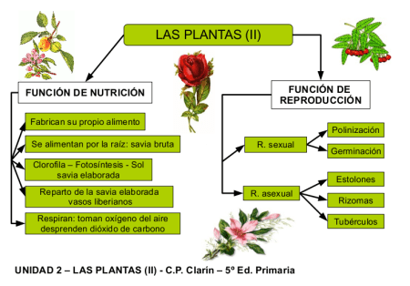 Funciones de las Plantas