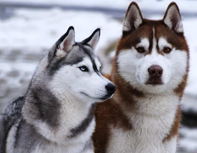 Male and Female Siberian Huskies
