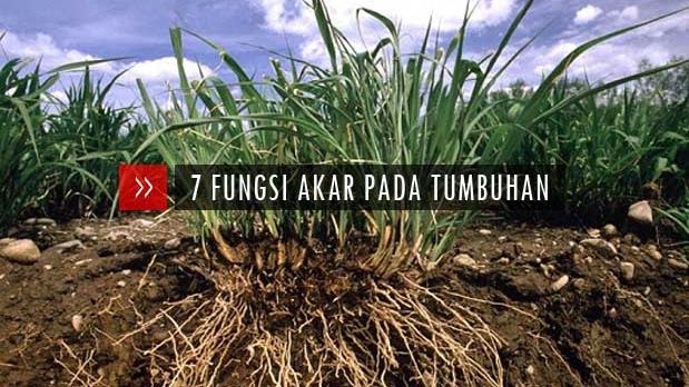 7 Fungsi Akar Pada Tumbuhan Dan Jenis Jenis Akar Penjelasan Lengkap