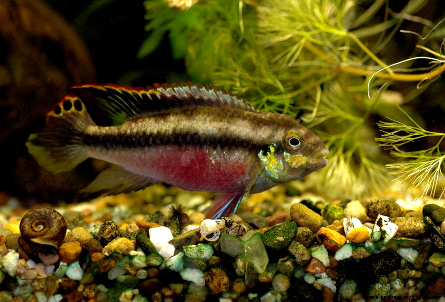 Pelvicachromis Kribensis Freshwater Aquarium Fish Free Wallpaper