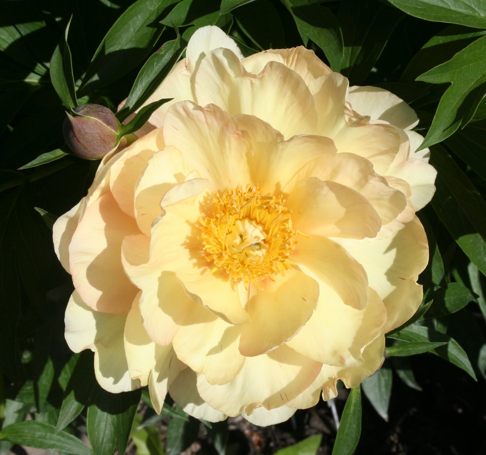Our Garden Journal A Star of the Garden A Lovely Yellow Peony