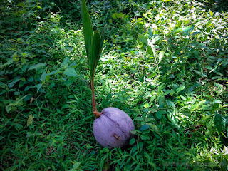 A Coconut Bud Grow Amongst Bushes In The Field At Banjar Kuwum, Ringdikit Village, North Bali, Indonesia