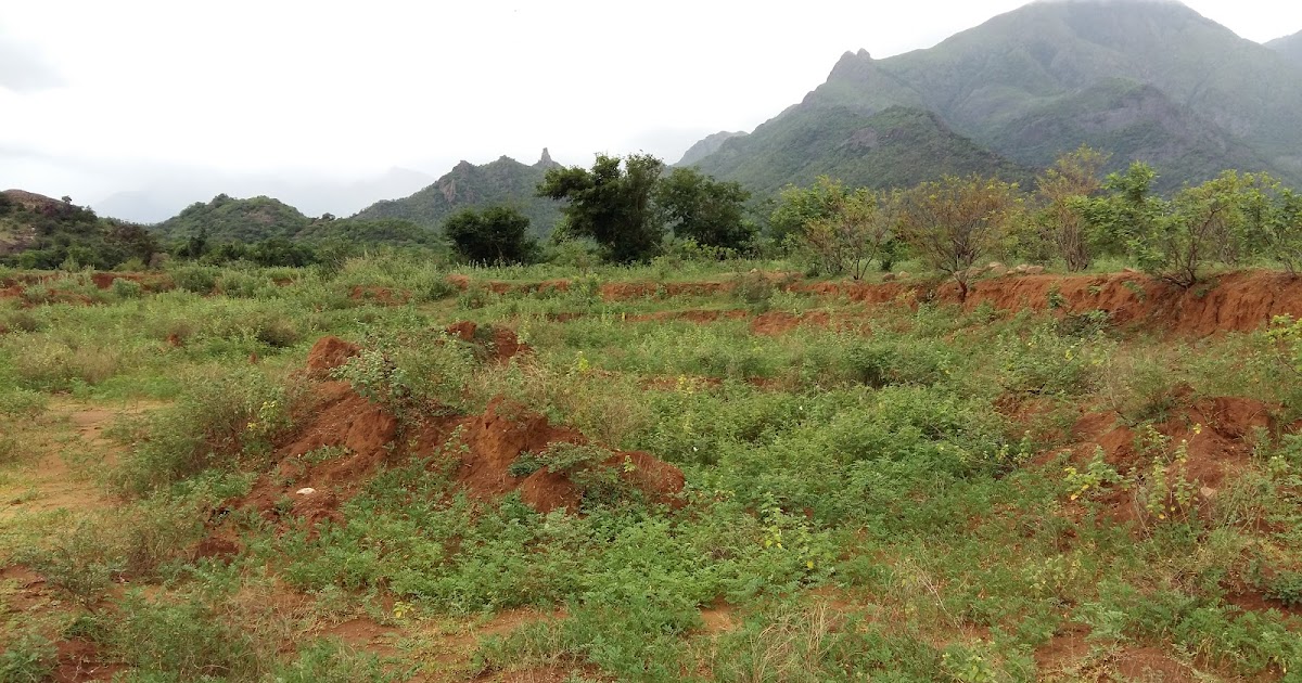 AGRI LANDS 32 ACRES CHEAP FERTILE AGRI LAND FOR SALE WITH FREE ELECTRICITY