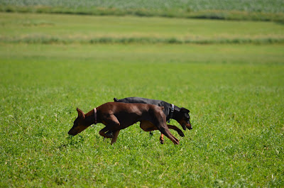 Dobie's Hunting Photo by Trisha Field