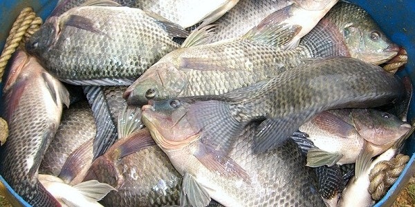 Jual Ikan Nila Gesit Kab Tasikmalaya Warung Erni Tokopedia