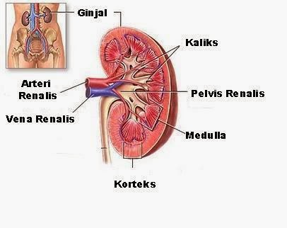Nefritis Adalah Kerusakan Studi Indonesia