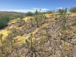 A landscape with yellow mats of a parasitic plant covering the plants and ground
